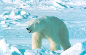 сплав-брк защитит от белых медведей
